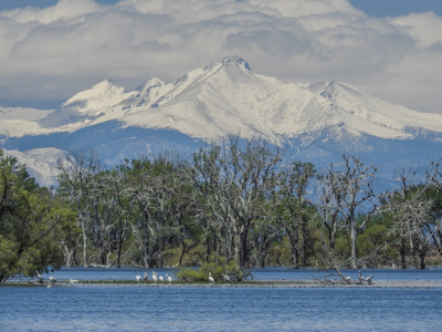 Photo Note Card: 
Landscape looking across Barr Lake at white pelicans and nesting cormorants, with Chief's Head (13,579'), Pagoda Pk (13,497'),Mt Meeker ( 13,911'), Longs Pk (14,255'), Mt Lady Washington (13,281') in background, Barr Lake State Park near Brighton, Colorado
