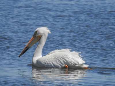 Photo Note Card: 
White Pelican swimming on Barr Lake, was taken at the Barr Lake State Park, near Brighton, Colorado