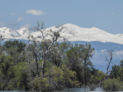Photo Note Card: Bald Eagle Nest, with Mount Audobon (13,229') and Mount Toll (12,979') in background, was taken at Barr Lake State Park near Brighton, Colorado