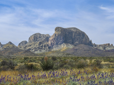 Photo Note Card: Pulliam Pk (6,870') behind Texas Bluebonnets and Giant Dagger Yucca along road to Chisos Basin, in Big Bend National Park, Texas 