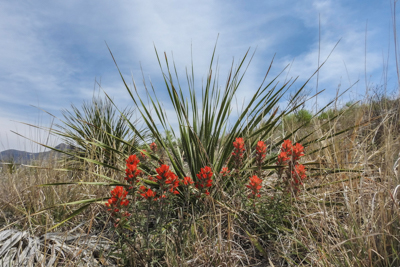Photo: This photo, of Sotol Cactus and Indian Paintbrush, was taken along Ross Maxwell Highway, in Big Bend National Park, Texas 