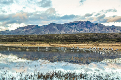 Photo Note Card: Sandhill Cranes & Snow Geese in their Morning Ascension, Bosque del Apache National Wildlife Refuge,  was taken in Bosque del Apache National Wildlife Refuge, New Mexico