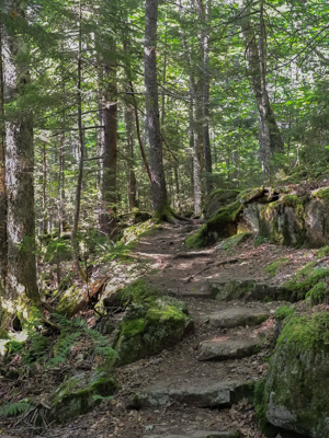 Photo: Forest Setting , was taken along a hike and climb to the top of Beech Mountain, on the Beech Mountain trail in Acadia National Park, on Mount Desert Island, Maine