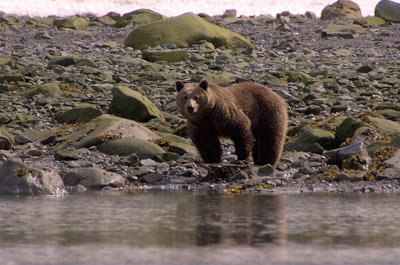 Photo Note Card: 
Brown (Grizzly) Bear dining on mollusks, taken during a kayak paddle in a bay adjacent to Margerie Glacier, in Glacier Bay National Park, Alaska