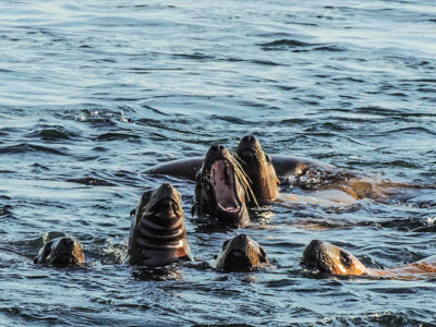 Photo Note Card: 
Young Sea Lions at play in the surf, taken at a haulout at Brothers Islands, Frederick Sound in the Inner Passage of southeast Alaska