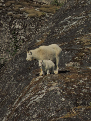 Photo Note Card: 
Mountain Goat Ewe and her Kid  perched on a cliff, upper Endicott Arm of Holkham Bay, in the Inner Passage of southeast Alaska