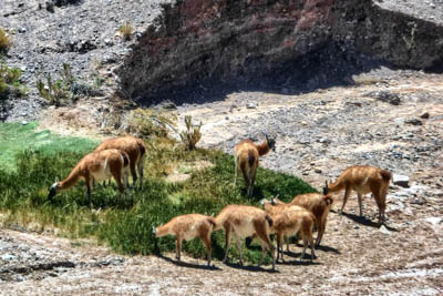 Photo Note Card: 
Guanacos grazing was taken along the roadside between Salinas Grandes and  Purmamarca in Jujay province in northwestern Argentina