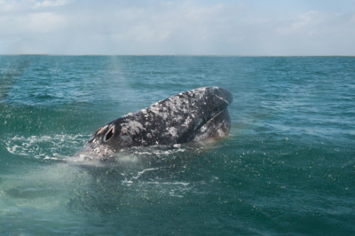 Photo Note Card: 
Gray Whale, seen on a whale watching tour in Bahia Magdalena, western Baja, Mexico
