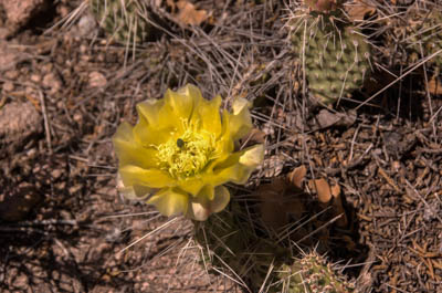Photo Note Card: 
Yellow Prickly-Pear Cactus, was taken along the Capulin Canyon/Painted Cave Trail in  Bandelier National Monument, near Los Alamos, New Mexico