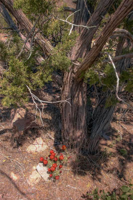 Photo Note Card: 
Claret Cup Cactus at the base of a Juniper Tree,  was taken along the Capulin Canyon/Painted Cave Trail in  Bandelier National Monument, near Los Alamos, New Mexico