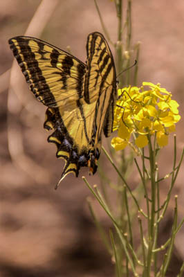Photo Note Card: 
Swallowtail Butterfly feeding on a Fendler Barberry flower,  was taken along the Capulin Canyon/Painted Cave Trail in  Bandelier National Monument, near Los Alamos, New Mexico