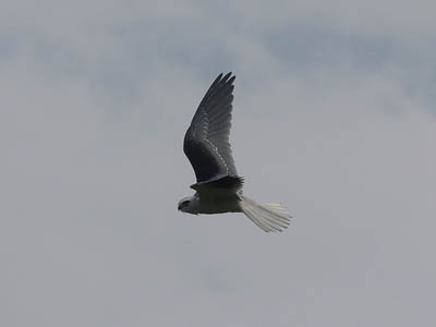Photo Note Card: 
White-tailed Kite soaring above, near Parque Nacionale Volcan Irazu (Irazu Volcano National Park) in Costa Rica