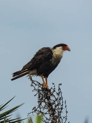 Photo Note Card: 
Crested Caracara perched on a Yucca at Laguna Atascosa National Wildlife Refuge in south Texas