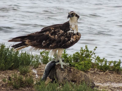 Photo Note Card: 
Osprey fishing on the shore of the Gulf of Mexico, at Laguna Atascosa National Wildlife Refuge in south Texas
