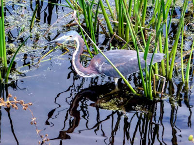 Photo Note Card: 
Tri-colored Heron, Green Cay Nature Center and Wetlands, Delray Beach, Florida