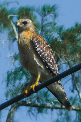 Photo Note Card: 
Red-shouldered Hawk on a wire along the road, near Loxahatchee, in Palm Beach County, Florida