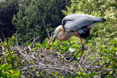 Photo Note Card: 
Great Blue Heron tending to its Nest, Wakodahatchee Wetlands, in Delray Beach, Florida