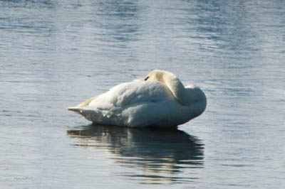 Photo Note Card: 
Trumpeter Swan on the Madison River in Yellowstone National Park, Wyoming