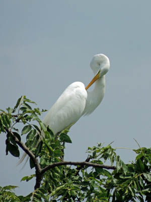 Photo Note Card: 
Great White Egret preening in a tree near Filadelfia, Guanacaste province in Costa Rica