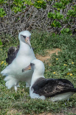 Photo Note Card: 
Pair of Laysan Albatross in Courtship, beach site on the island of Ohau,Hawaii