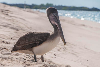 Photo Note Card: 
Brown Pelican on Las Bachas Beach, Santa Cruz (Indefatigable) Island, Galapagos Islands, Ecuador