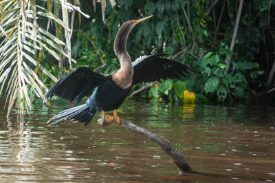 Photo Note Card: 
Anhinga sunning itself on a branch, boat ride along canals in Parque Nacional Tortuguero, eastern Costa Rica