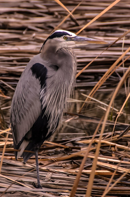 Photo: Great Blue Heron, was taken at the Bosque del Apache National WIldlife Refuge, near Socorro, New Mexico