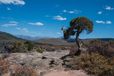 Photo: View of Lone Pinyon Pine with the North Rim in background, was taken from Dragon Point Overlook on the South Rim of the Black Canyon of the Gunnison National Park, Colorado