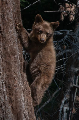 Photo Note Card: 
Black Bear Cub climbing down a Giant Sequoia tree, Sequoia National Park