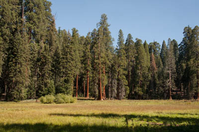 Photo Note Card: 
Round Meadow, Giant Forest Area, Sequoia National Park