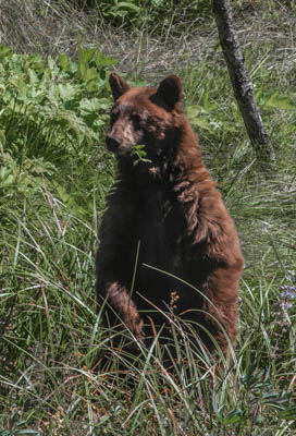Photo Note Card: 
Black Bear Sow looking for her cub in Round Meadow, Sequoia National Park