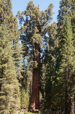 Photo Note Card: 
General Sherman Giant Sequoia Tree, Sequoia National Park