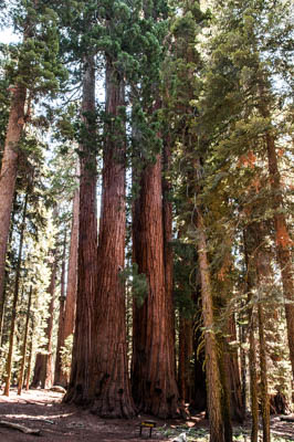Photo Note Card: 
The House Group Giant Sequoia Trees, Government Grove along Congress Trail, Sequoia National Park