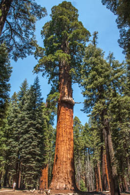 Photo Note Card: 
The McKinley Giant Sequoia Tree along Congress Trail, Sequoia National Park