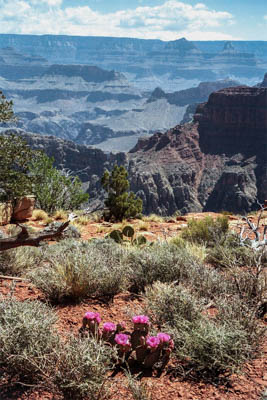 Photo Note Card: 
Prickly Pear Cactus in bloom and a Grand Canyon Panorama, Bouchet Trail on the South Rim, Grand Canyon National Park, Arizona