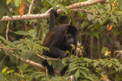 Photo Note Card: 
Howler Monkey eating fruit in a rainforest tree, Boat trip on the Rio Frio, Cano Negro Wildlife Refuge, north central Costa Rica, Central America