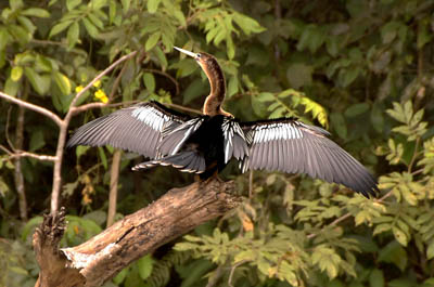 Photo Note Card: 
Anhinga sunning itself on a log, Boat trip on the Rio Frio, Cano Negro Wildlife Refuge, north central Costa Rica, Central America