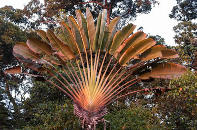 Photo Note Card: 
Costa Rican Palm at Dusk, Tiskita Jungle Lodge on the southwestern coast of Costa Rica, Central America