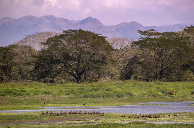 Photo Note Card: 
Black-bellied Whistling Ducks gathered a pond, with a woodland and mountain backdrop, Hacienda Solimar, Guanacaste, Costa Rica, Central America