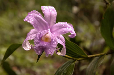 Photo Note Card: 
Soft pink One-Day Orchid covered with Droplets of Dew, was taken on a hike along the base of Mount Arenal Volcano, Parque Nacionale Arenal, Costa Rica, Central America