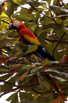 Photo Note Card: 
Scarlet Macaw enjoying some Fruit, Tiskita Jungle Lodge area on the southwestern coast of Costa Rica, Central America