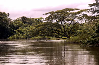 Photo Note Card: 
Riparian Rainforest Canopy, Boat tour along the Rio Frio, Cano Negro Wildlife Refuge in Costa Rica, Central America