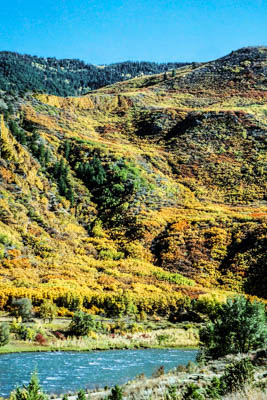 Photo Note Card: 
Fall Color on the hillside in Glenwood Canyon, across the Colorado River at No Name restop outside Glenwood Springs, Colorado