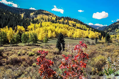 Photo Note Card: 
Fall Color in the Colorado Foothills, showing the golden yellow of aspen trees and the reds of sumac shrubs,  on a hike in the national forest near Idaho Springs, west of Denver, Colorado