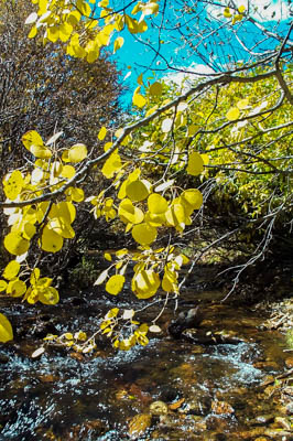 Photo Note Card: 
Golden Aspen shimmering over a mountain stream,  was taken  in the foothills of the front range of the Colorado Rockies, north of Idaho Springs, Colorado