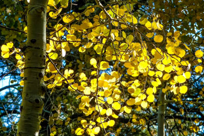 Photo Note Card: 
Yellow Quaking Aspen displaying Fall Color,  was taken  along the Uncle Jim  trail on the  North Rim of the Grand Canyon, Grand Canyon National Park, Arizona