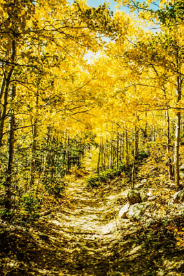 Photo Note Card: 
Golden Aspen in the Colorado Mountains,  was taken  on a forest trail in Golden Gate State Park west of Denver, Colorado