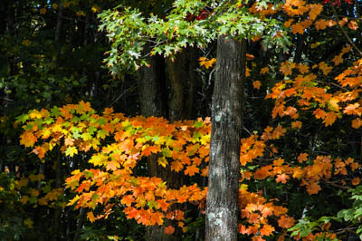 Photo Note Card: 
Maple Tree in Crimson and Orange Fall Color,  was taken in a residential woodland setting in Hamden, Connecticutt