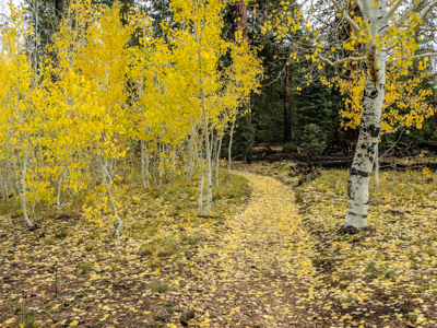 Photo Note Card: 
Fall Color along Widforss Trail, Hike on the North Rim of Grand Canyon National Park, Arizona
