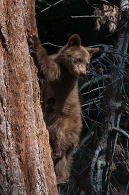 Photo Note Card: 
Baby Black Bear climbing down a Giant Sequoia tree,  hike along the Round Meadow trail in  Sequoia National Park, California